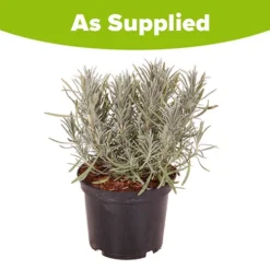 Lavender Lavandula Intermedia 'Phenomenal' -Gardenista Store 510967 8