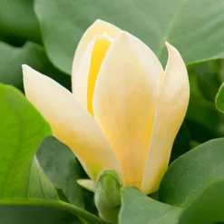 Magnolia ? Brooklynensis 'Yellow Bird' 6 Magnolia ? Brooklynensis 'Yellow Bird' -Gardenista Store 510969 2