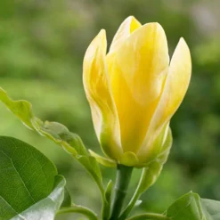 Magnolia ? Brooklynensis 'Yellow Bird' 7 Magnolia ? Brooklynensis 'Yellow Bird' -Gardenista Store 510969 3