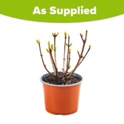 Hydrangea Paniculata 'Polestar' (R) 9 Hydrangea Paniculata 'Polestar' (R) -Gardenista Store 511017 4