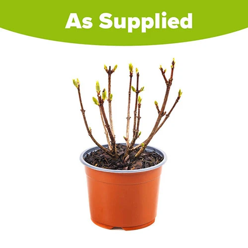 Hydrangea Paniculata 'Polestar' (R) 5 Hydrangea Paniculata 'Polestar' (R) - Image 5