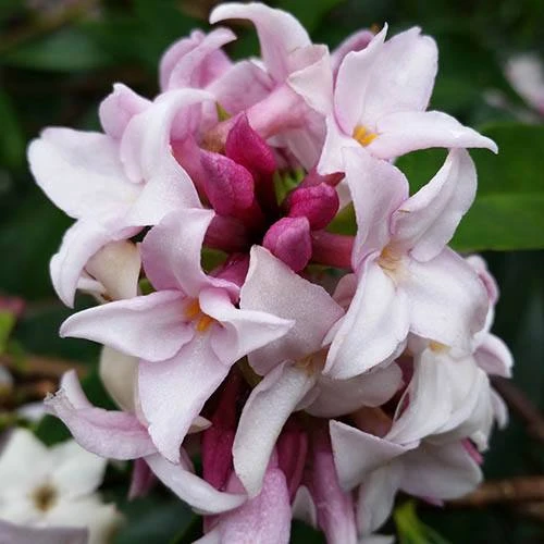 Daphne 'Perfume Princess' 1 Daphne 'Perfume Princess'