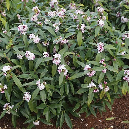 Daphne 'Perfume Princess' 3 Daphne 'Perfume Princess' - Image 3