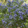 Ceanothus Thyrsiflorus