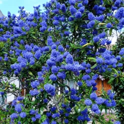 Ceanothus Thyrsiflorus -Gardenista Store 511039 2