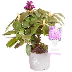 Rhododendron 'Marcel Menard' -Gardenista Store 511095 2