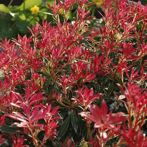 Pieris Collection 2 Pieris Collection - Image 2