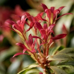 Pieris Collection 11 Pieris Collection -Gardenista Store 511126 4