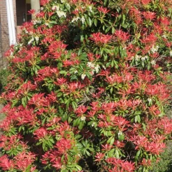 Pieris Collection 12 Pieris Collection -Gardenista Store 511126 5