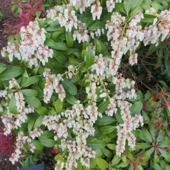 Pieris Collection 13 Pieris Collection -Gardenista Store 511126 6