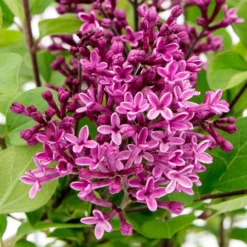 Syringa Bloomerang 'Dark Purple'
