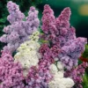 Syringa Vulgaris, Lilac Tricolor