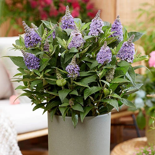 Buddleia Davidii 'Butterfly Candy' Collection 9cm X3 7 Buddleia Davidii 'Butterfly Candy' Collection 9cm X3 - Image 7