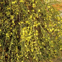 Winter Jasmine 'Jasminum Nudiflorum' -Gardenista Store 511331 3