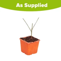 Winter Jasmine 'Jasminum Nudiflorum' -Gardenista Store 511331 4