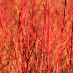Cornus 'Midwinter Fire'