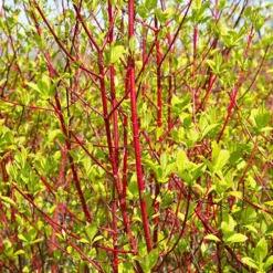 Cornus 'Midwinter Fire' -Gardenista Store 511360 2