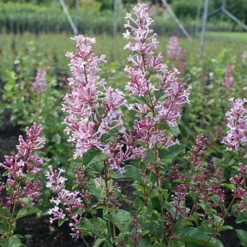 Syringa 'Boomerang Pink Perfume' In A 13cm Pot -Gardenista Store 511362 1