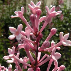 Syringa 'Boomerang Pink Perfume' In A 13cm Pot -Gardenista Store 511362 2