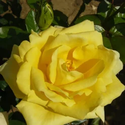 Gift Rose 'Golden Wedding' -Gardenista Store 530002 2