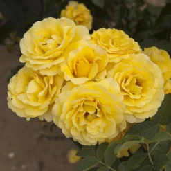 Gift Rose 'Golden Wedding' -Gardenista Store 530002 3