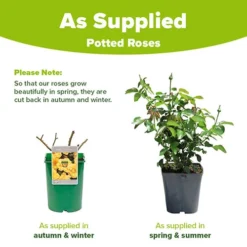 Gift Rose 'Golden Wedding' -Gardenista Store 530002 4