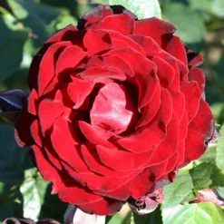 Climbing Rose Bare Root Collection 6 Climbing Rose Bare Root Collection -Gardenista Store 530010 1