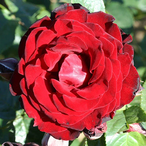 Climbing Rose Bare Root Collection 2 Climbing Rose Bare Root Collection - Image 2