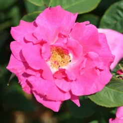 Climbing Rose Bare Root Collection 7 Climbing Rose Bare Root Collection -Gardenista Store 530010 2