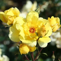 Climbing Rose Bare Root Collection 8 Climbing Rose Bare Root Collection -Gardenista Store 530010 3