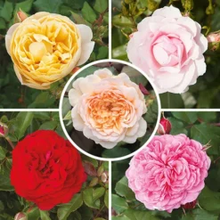Classic 'Old English' Shrub Rose Collection -Gardenista Store 530022 1