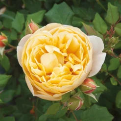 Classic 'Old English' Shrub Rose Collection -Gardenista Store 530022 2