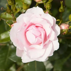 Classic 'Old English' Shrub Rose Collection -Gardenista Store 530022 3