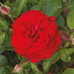 Classic 'Old English' Shrub Rose Collection -Gardenista Store 530022 4