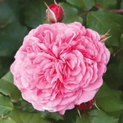 Classic 'Old English' Shrub Rose Collection -Gardenista Store 530022 5