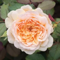 Classic 'Old English' Shrub Rose Collection -Gardenista Store 530022 6