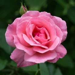 Rose Queen Elizabeth -Gardenista Store 530026 3