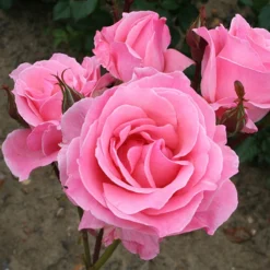 Rose Queen Elizabeth -Gardenista Store 530026 4
