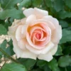 Rose 'Chandos Beauty' ®