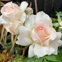 Rose 'Chandos Beauty' ® -Gardenista Store 530069 1