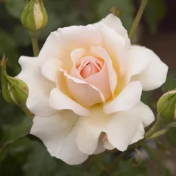 Rose 'Chandos Beauty' ® -Gardenista Store 530069 2