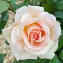 Rose 'Chandos Beauty' ® -Gardenista Store 530069 3