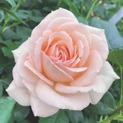 Rose 'Chandos Beauty' ® -Gardenista Store 530069 4