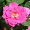Climbing Rose 'Zephirine Drouhin'