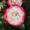 Rose 'Nostalgia'