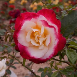 Rose 'Nostalgia' -Gardenista Store 530171 2
