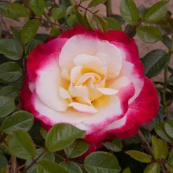 Rose 'Nostalgia' -Gardenista Store 530171 3