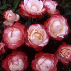 Rose 'Nostalgia' -Gardenista Store 530171 4