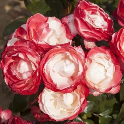 Rose 'Nostalgia' -Gardenista Store 530171 5
