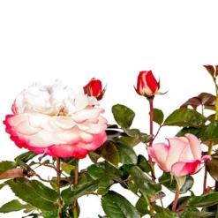 Rose 'Nostalgia' -Gardenista Store 530171 6